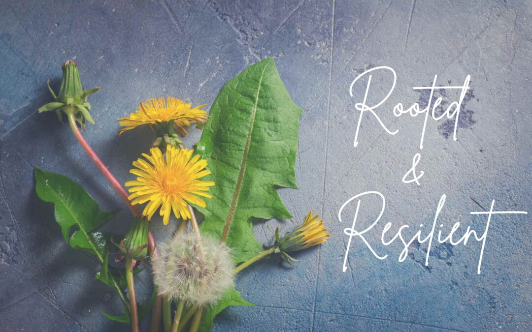 Rooted and Resilient: How Dandelions Reflect God’s Call to Spread the Gospel