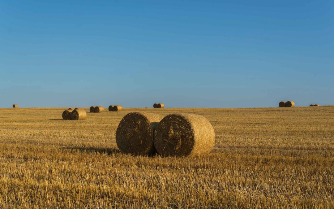 Finding Renewal in Spiritual Dry Seasons