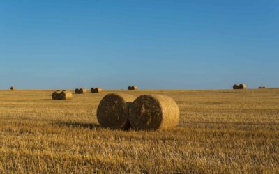 Finding Renewal in Spiritual Dry Seasons