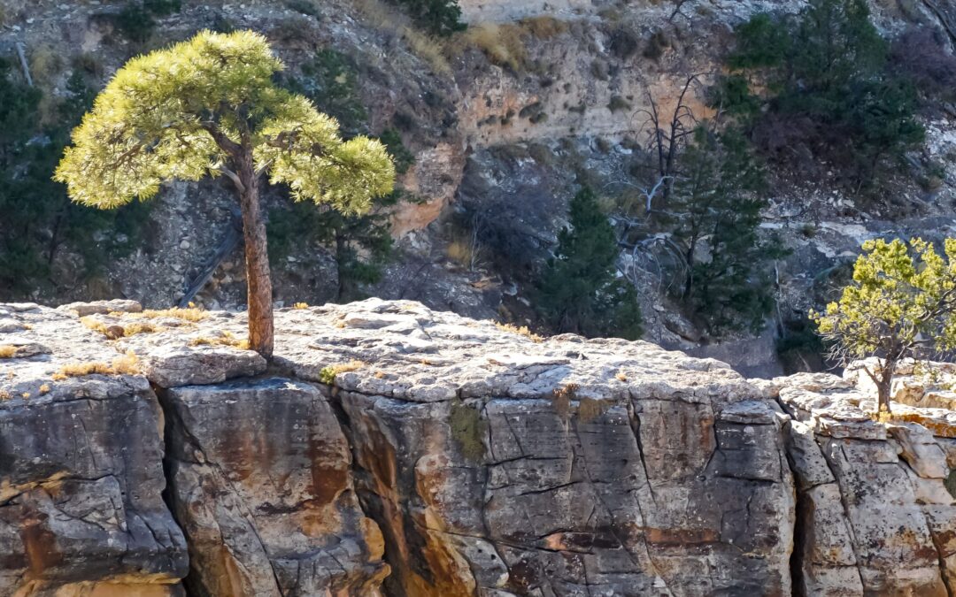 Rooted in Resilience: Finding Peace and Purpose Amidst Life’s Storms