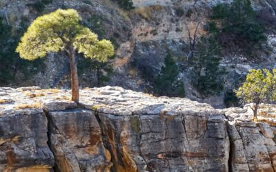 Rooted in Resilience: Finding Peace and Purpose Amidst Life’s Storms